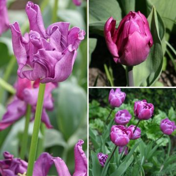 Sammlung Zwei Monate violette Tulpen Sammlung Zwei Monate violette Tulpen