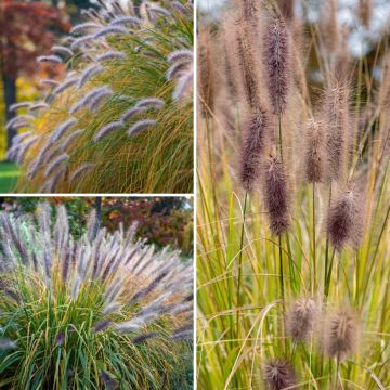 Pennisetum-Kollektion - Federgras Pennisetum-Kollektion - Federgras