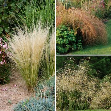 Stipa-Sammlung Stipa-Sammlung