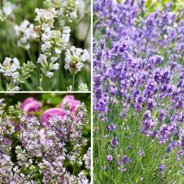 Kollektion echter Lavendel zu günstigen Preisen