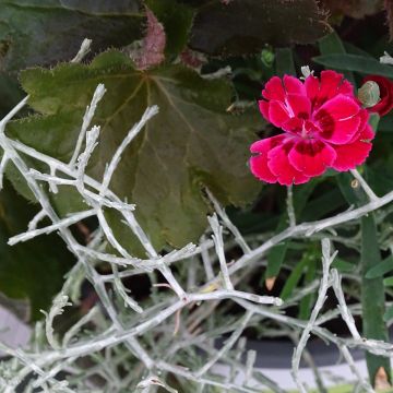 Zusammensetzung Morning Walk - Zusammensetzung aus 3 Pflanzen