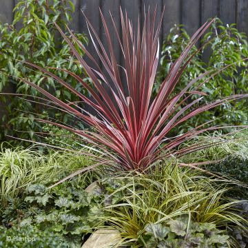 Cordyline australis Charlie boy - Keulenlilie Cordyline australis Charlie boy - Keulenlilie