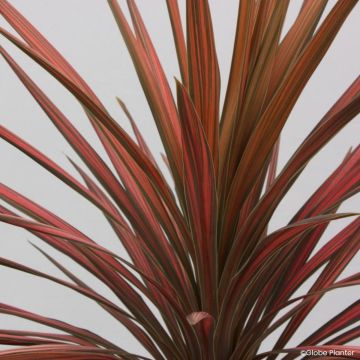 Cordyline australis Coral - Keulenlilie