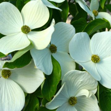 Blumen-Hartriegel Starlight - Cornus  x elwinortonii