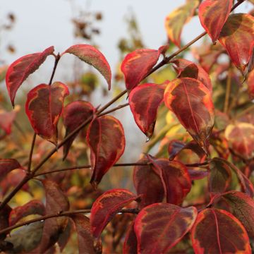 Japanischer Blumen-Hartriegel Bonfire - Cornus kousa