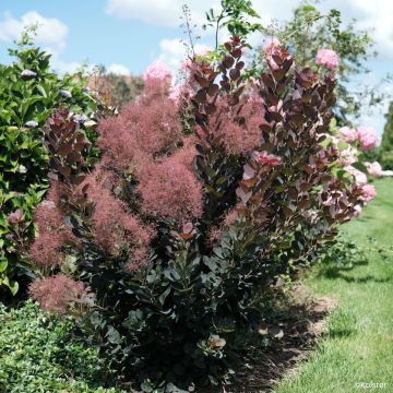 Perückenstrauch Magical Torch - Cotinus coggygria 