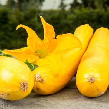 Garten-Kürbis Ola Gabriella F1 BIO