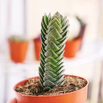 Crassula Buddha's Temple