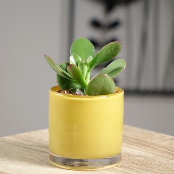 Crassula ovata - Geldbaum