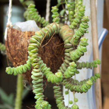 Crassula rupestris subsp. marnieriana - Felsen-Dickblatt