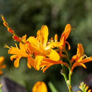 Montbretie Disco Dancer - Crocosmia