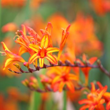 Montbretie Firestarter - Crocosmia