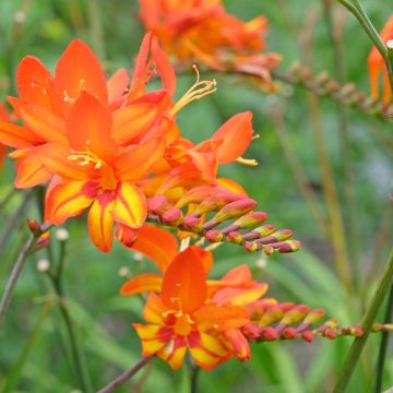 Montbretie Scorchio - Crocosmia Montbretie Scorchio - Crocosmia