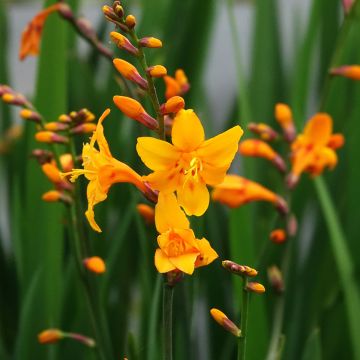 Montbretie Colombus - Crocosmia