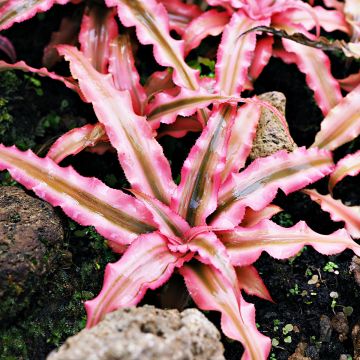Cryptanthus Pink Star - Erdbromelie