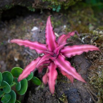 Cryptanthus Super Pink - Erdbromelie