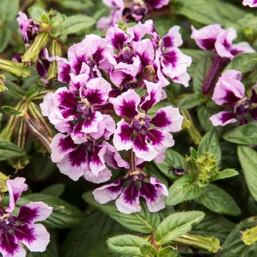 Cuphea HEATBEAT Amethyst - Köcherblümchen