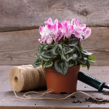 Cyclamen Super Série Crayon - Zimmer-Alpenveilchen