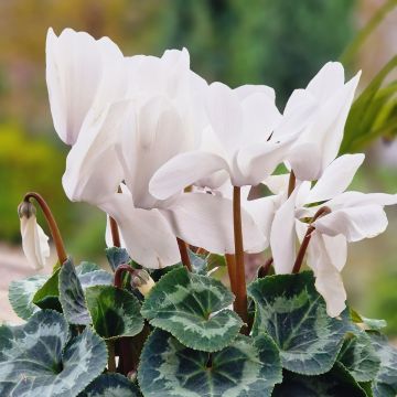 Cyclamen de Perse Cyclamen de Perse