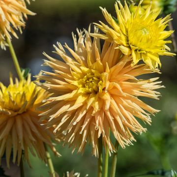 Schmuck-Dahlie Mingus Joshua