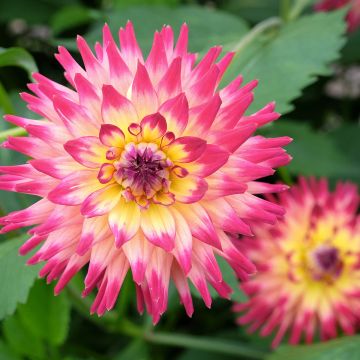 Kaktus-Dahlie Mingus Julie