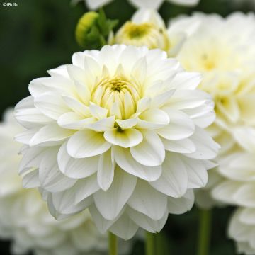 Dahlia décoratif Karma Serena Dahlia décoratif Karma Serena