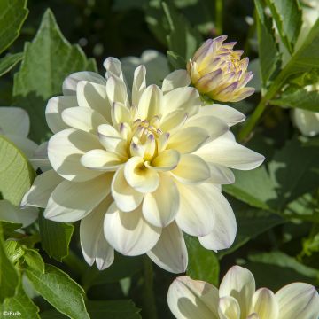Dahlia décoratif Lake Carey Dahlia décoratif Lake Carey
