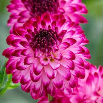 Dahlia décoratif Erna Panzer Dahlia décoratif Erna Panzer