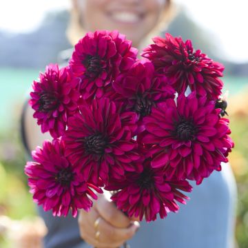 Dahlia Deuil du Roi Albert Dahlia Deuil du Roi Albert