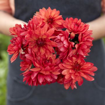 Dahlia Onesta Dahlia Onesta