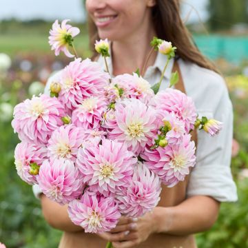 Dahlia Verrone’s DF Dahlia Verrone’s DF