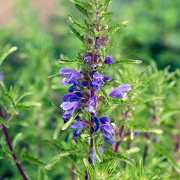 Türkischer Drachenkopf BIO (samen) - Dracocephalum moldavica