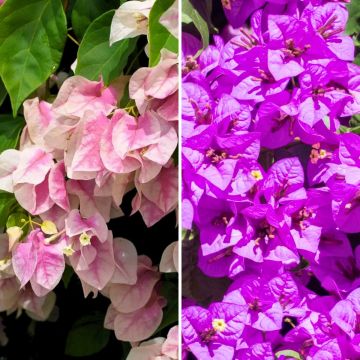 Drillingsblumen-Duo
