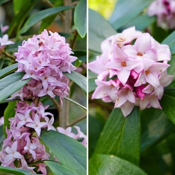 Duftende Daphne-Duos