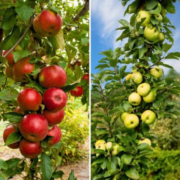 Pollinierungsdoppel für Säulenapfelbäume