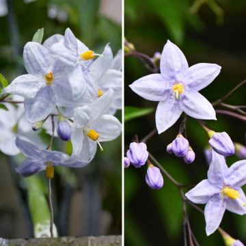 Duo Solanum jasminoides - falscher Jasmin