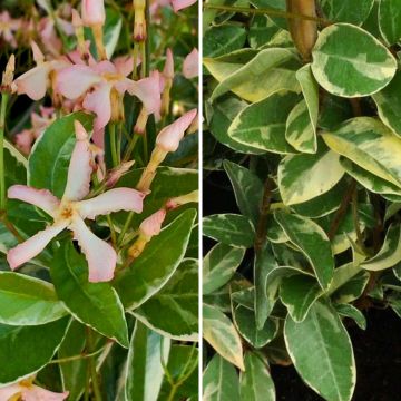 Sternchen-Jasmin Duo mit panaschiertem Laub