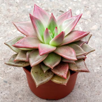 Echeveria Mars Galaxy - Echeverie