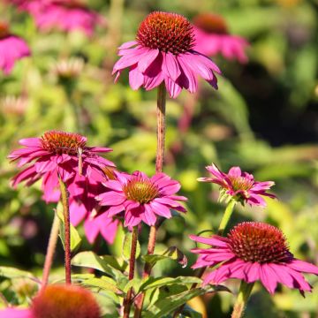Echinacea purpurea Pow Wow Wild Berry - Sonnenhut