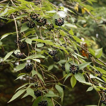 Eleutherococcus setchuenensis Eleutherococcus setchuenensis