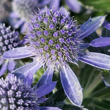 Eryngium Grumpy - Mannstreu