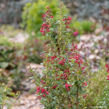 Escallonia rubra Red Tower - Andenstrauch
