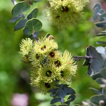 Eucalyptus kruseana (samen)