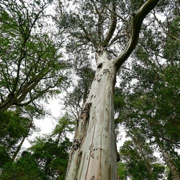 Eucalyptus regnans (samen) - Riesen-Eukalyptus