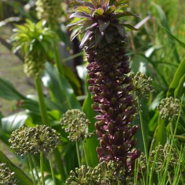Eucomis comosa Indian Summer - Schopflilie Eucomis comosa Indian Summer - Schopflilie