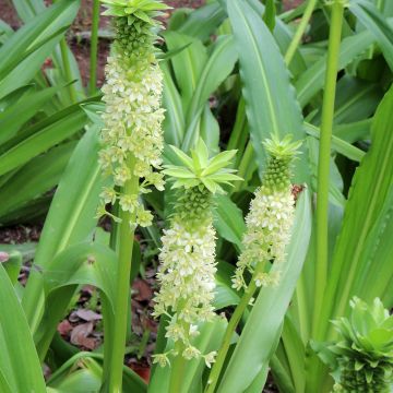 Eucomis comosa Tugela Jade - Schopflilie