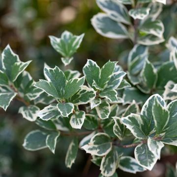 Spindelstrauch Emerald Gaiety - Euonymus fortunei Spindelstrauch Emerald Gaiety - Euonymus fortunei