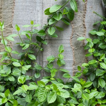 Euonymus fortunei Radicans - Fusain rampant Euonymus fortunei Radicans - Fusain rampant