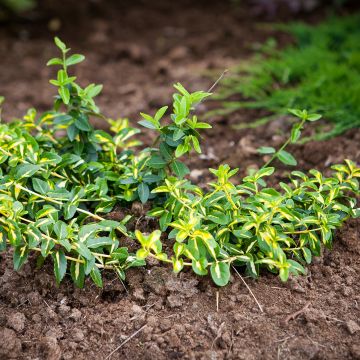 Spindelstrauch Sunspot - Euonymus fortunei Spindelstrauch Sunspot - Euonymus fortunei