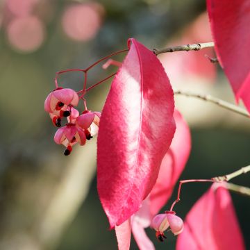 Japanischer Spindelstrauch Red Wine - Euonymus grandiflorus